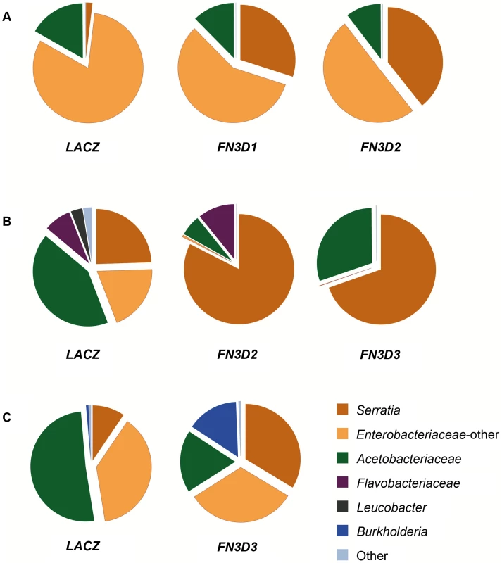 <i>FN3D1–3</i> silencing changes the composition of the mosquito gut microbiota in favor of <i>Enterobacteriaceae</i>.
