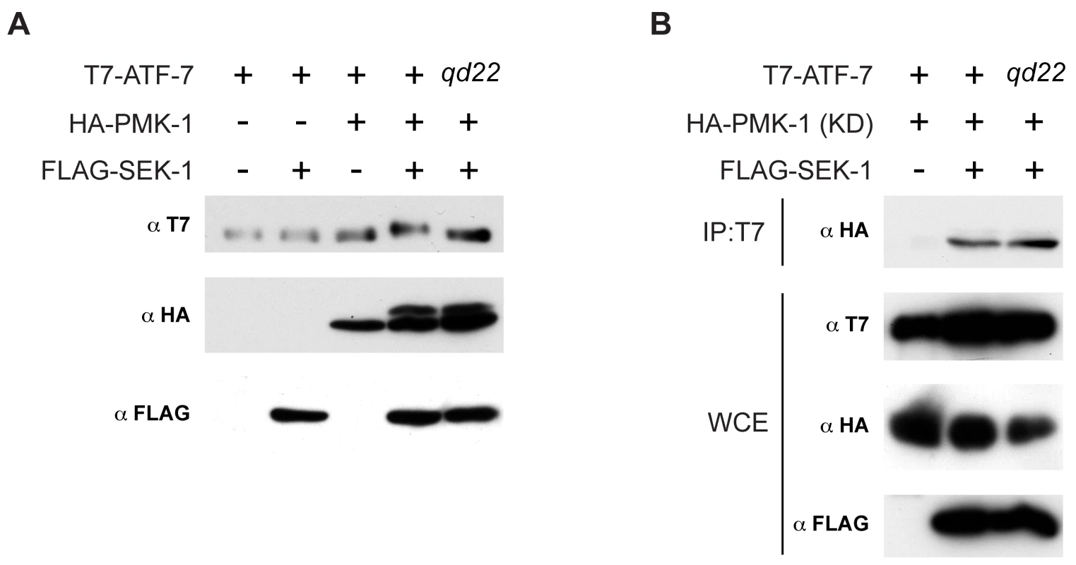 Phosphorylation of ATF-7 by PMK-1.