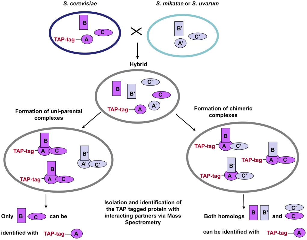 TAP-strategy for recovery and identification of hybrid protein complexes.