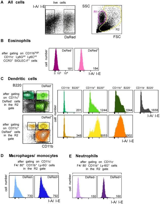 Flow cytometry analysis of LN cells.