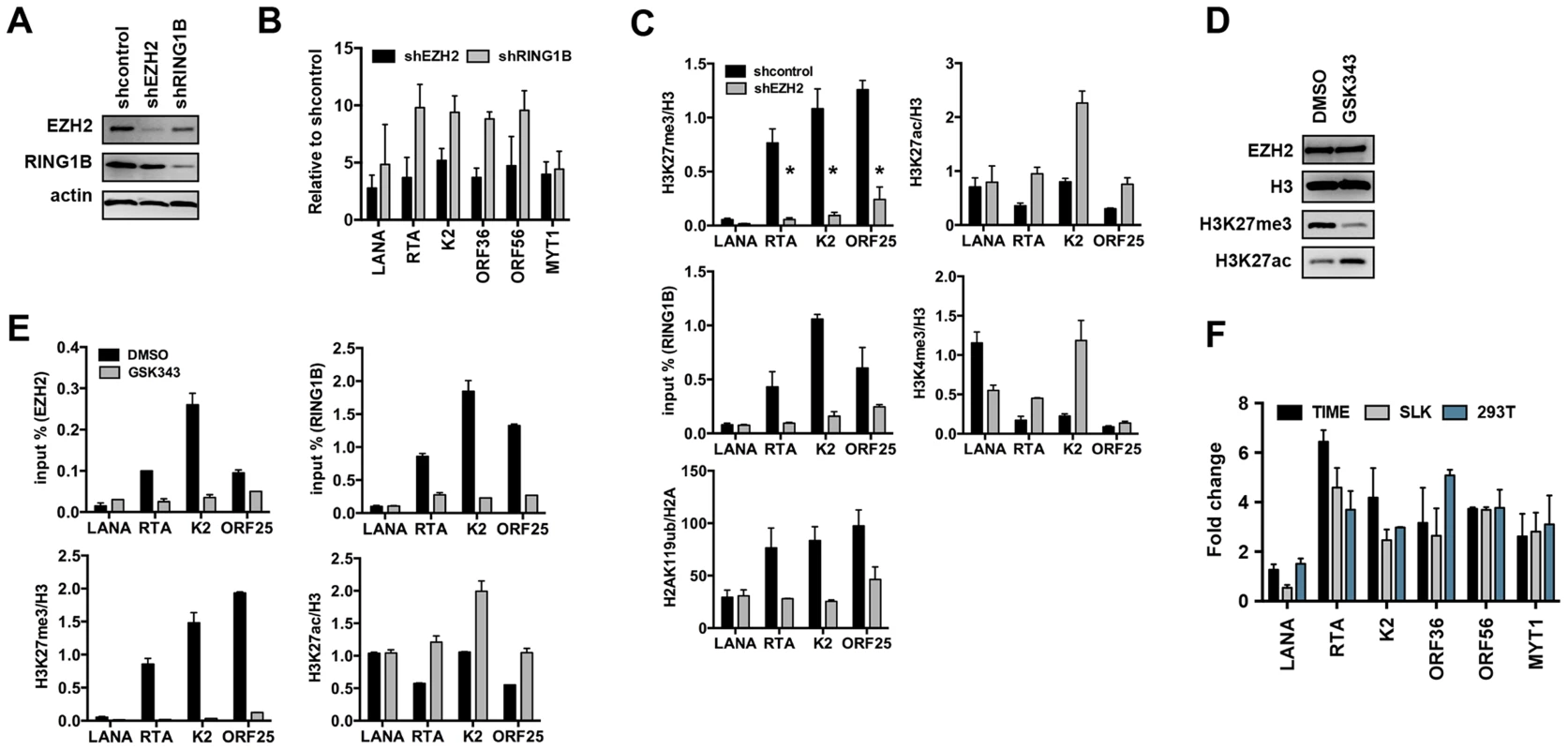 Both PRC2 and PRC1 are involved in the inhibition of lytic gene expression following <i>de novo</i> infection.
