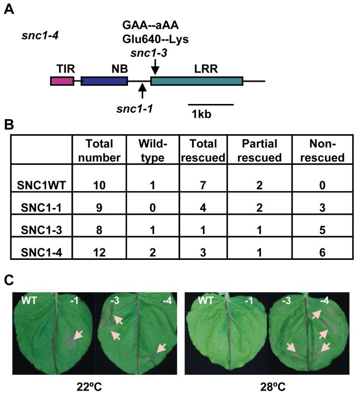 The <i>snc1-3</i> mutation confers enhanced defense responses at a high temperature.