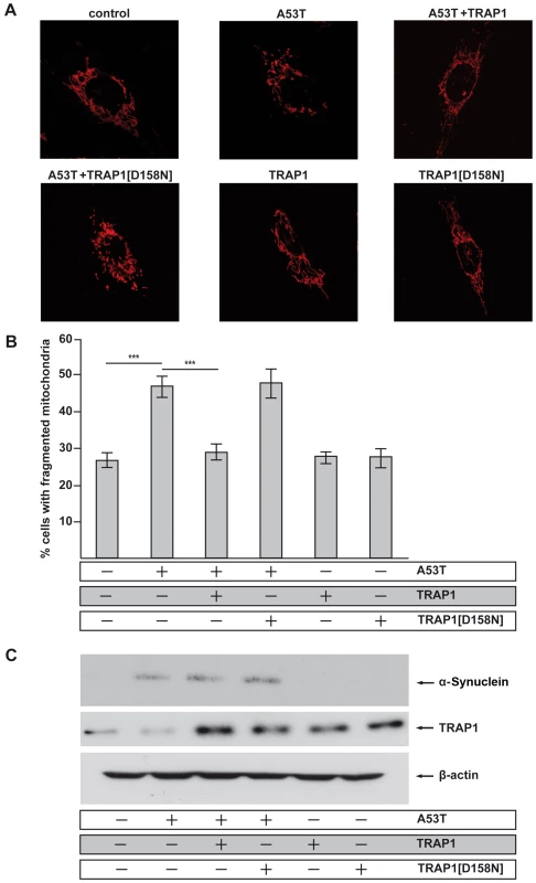 Inhibition of mitochondrial fusion by [A53T]α-Synuclein is rescued by TRAP1.