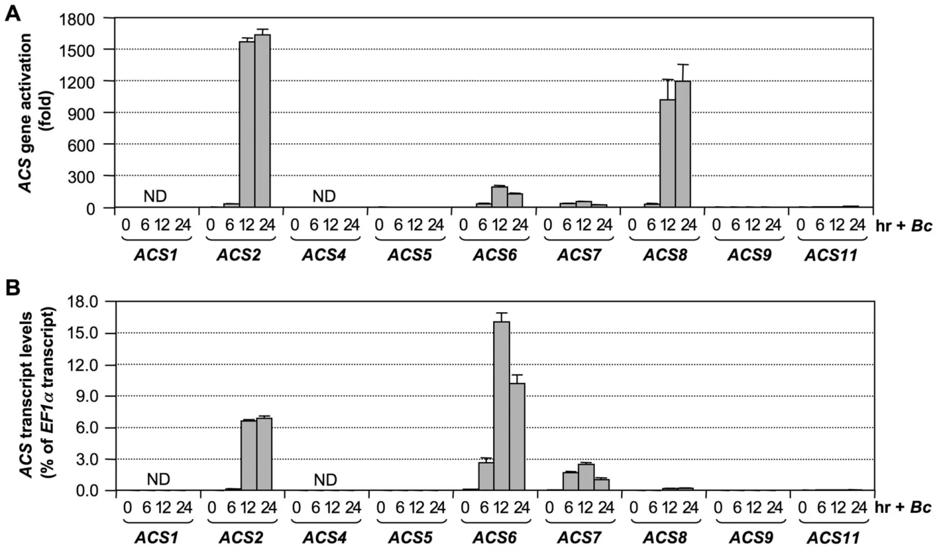 Activation of <i>ACS</i> gene expression in Arabidopsis after <i>B. cinerea</i> infection.