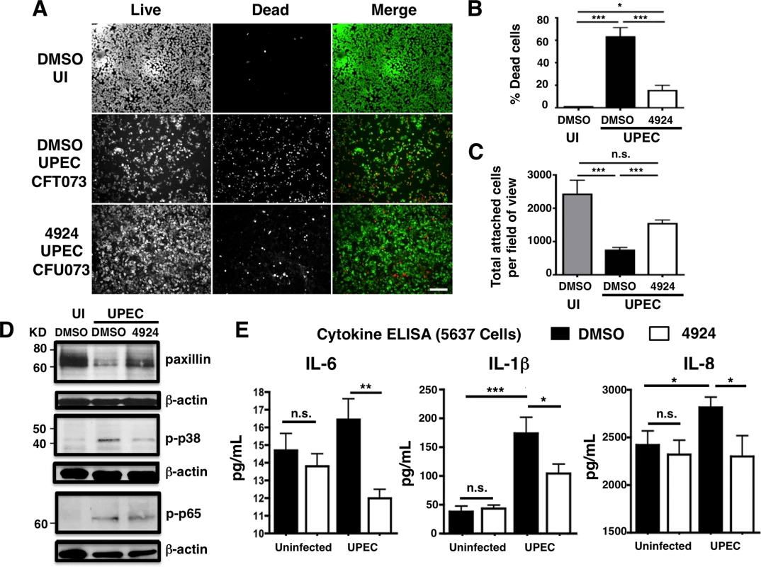 AKB-4924 reduces UPEC-mediated cytotoxicity and inflammation in human uroepithelial cells.
