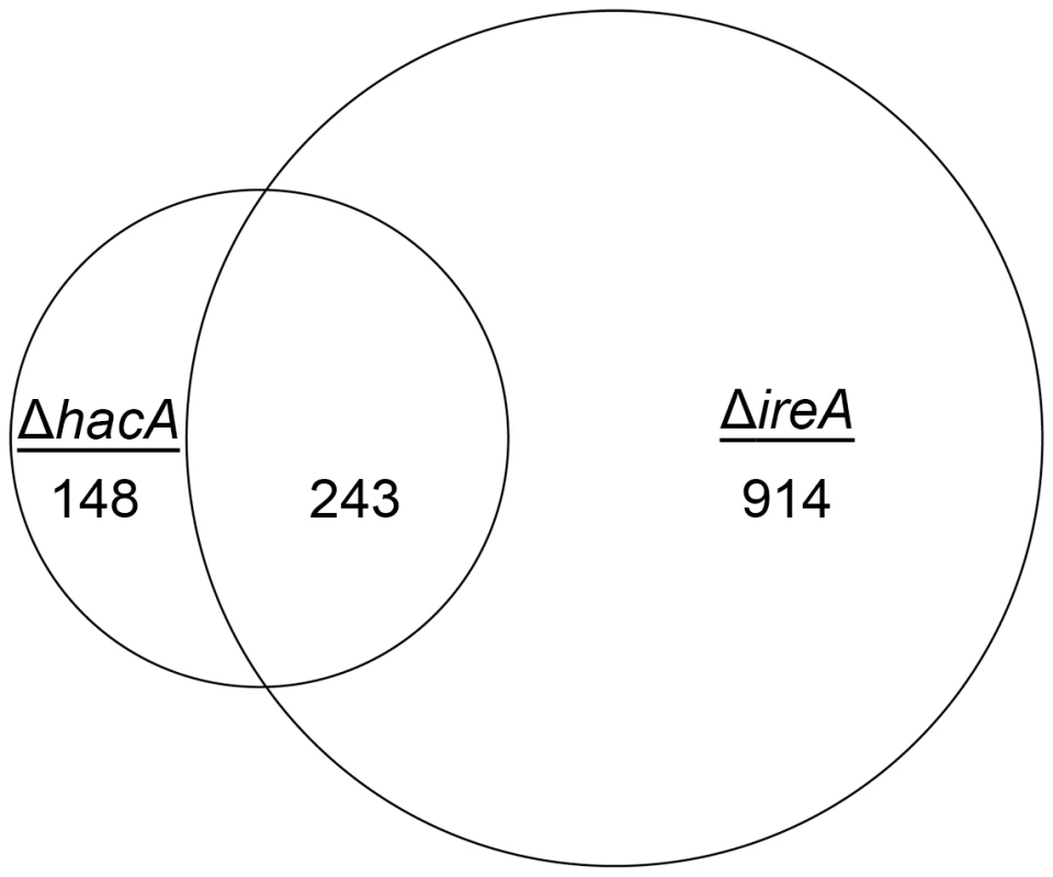 Identification of a HacA-independent gene regulatory network mediated by IreA.
