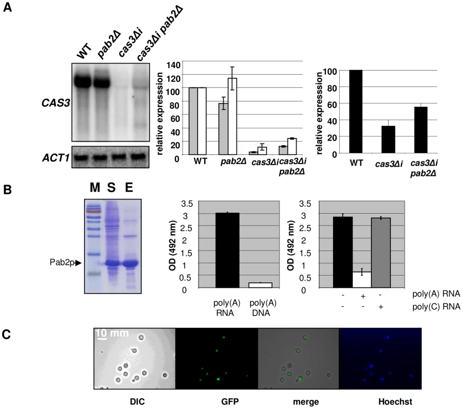 Pab2p is a nuclear poly(A) binding protein necessary for intron-dependent regulation of <i>CAS3</i> expression.