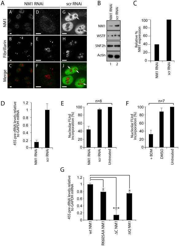 A functional NM1 is required for the activation of pol I transcription.