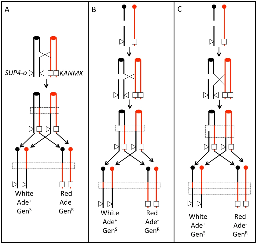 Patterns of gene conversion resulting from the repair of G1- or G2-generated DSBs.