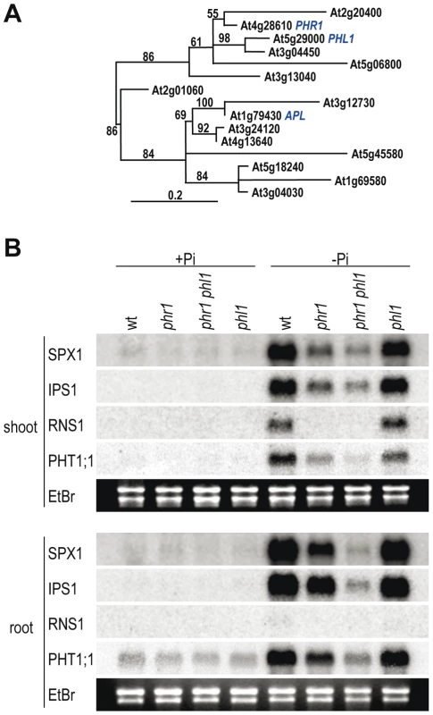 Functional redundancy of <i>PHR1</i> and <i>PHL1</i> in Pi starvation responsiveness of gene expression.