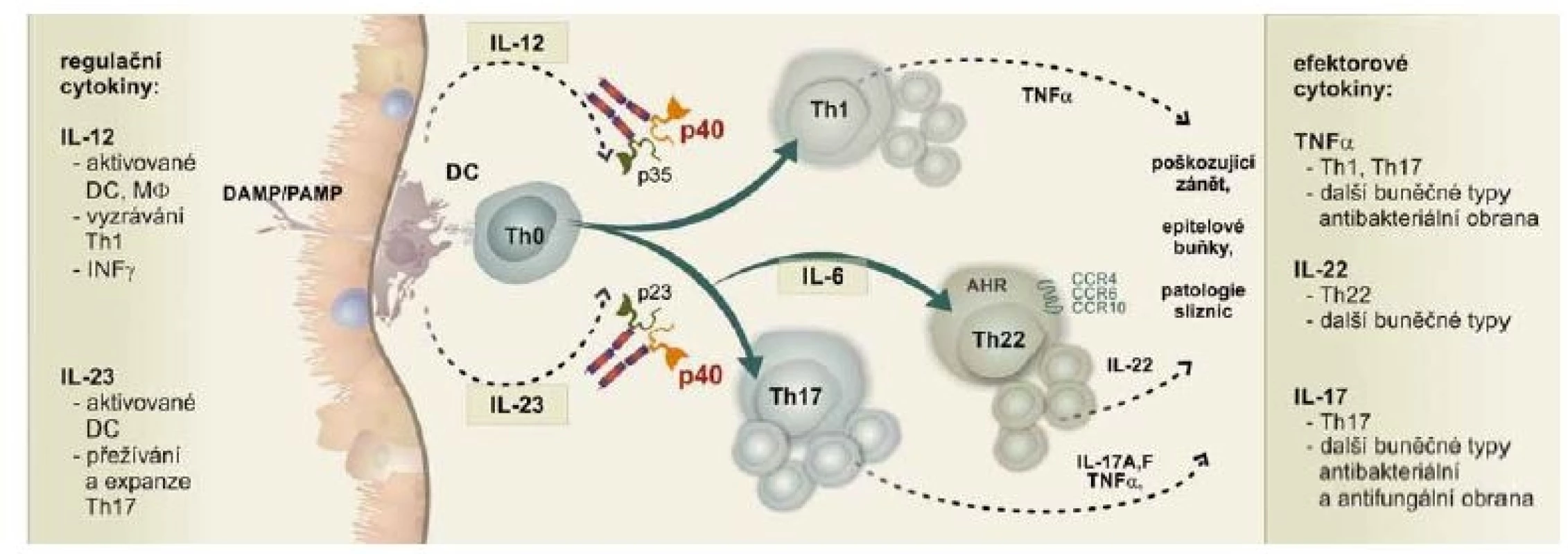 Signální dráha IL-12/IL-23 je klíčová v obranném i poškozujícím zánětu na střevní sliznici.<br>
Fig. 1. The IL-12/IL-23 pathway plays a key role in defensive as well as damaging inflammations of the colon mucosa.