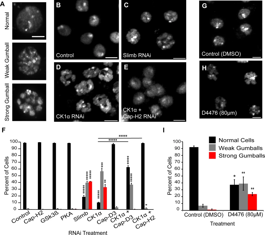 CK1α inactivation alters interphase chromosome morphology.