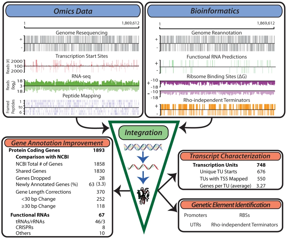 Generation of multiple genome-scale datasets integrated with bioinformatics predictions reveals the genome organization.