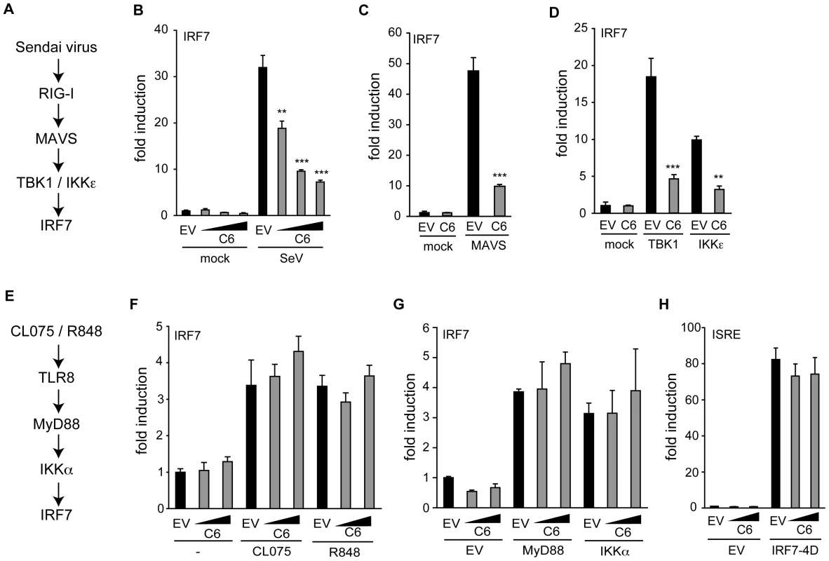 C6 prevents IRF7 transactivation stimulated by TBK1-and IKKε-dependent pathways.