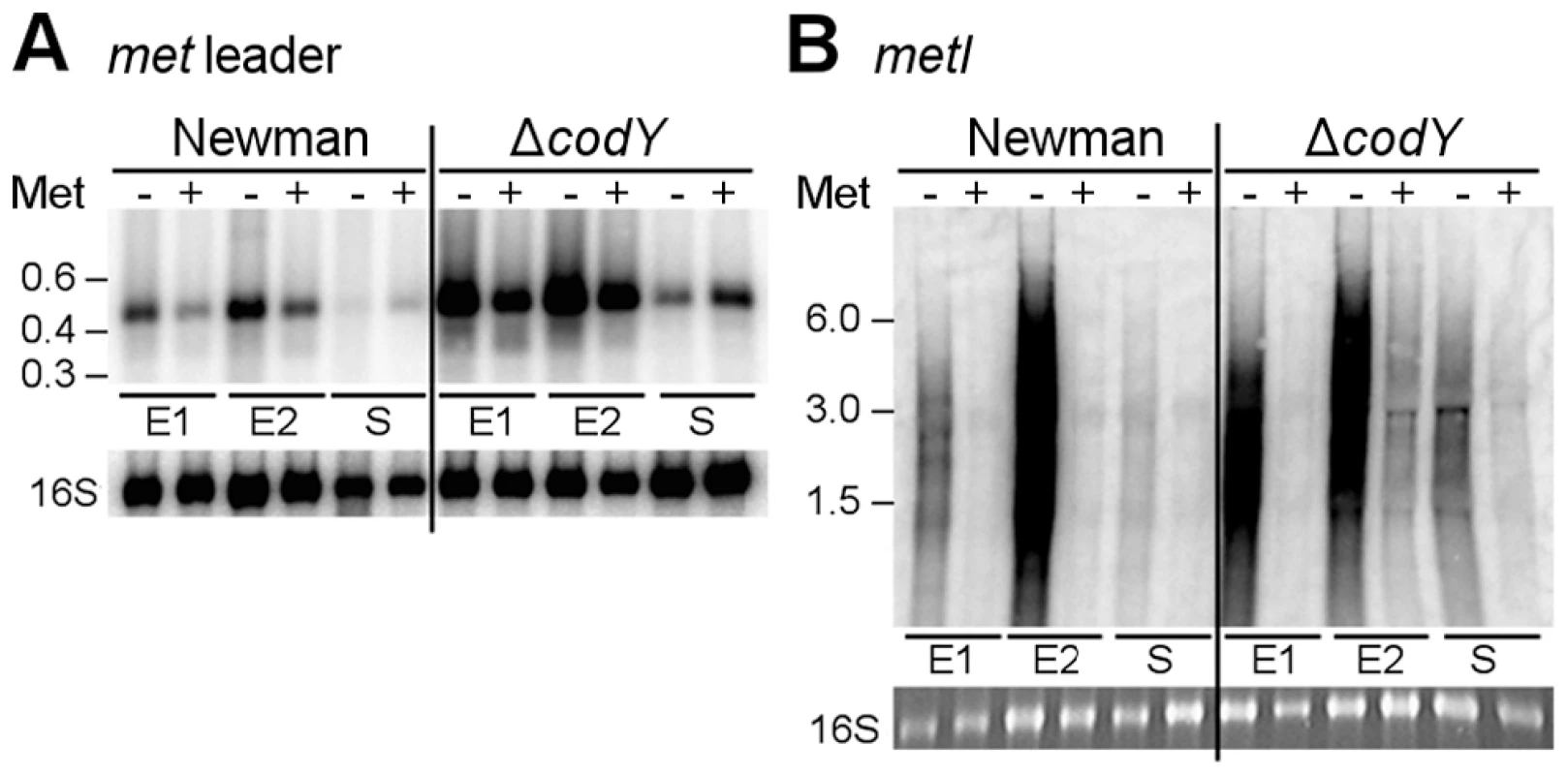 Role of CodY in <i>met</i> leader RNA/<i>metICFE-mdh</i> transcription control.
