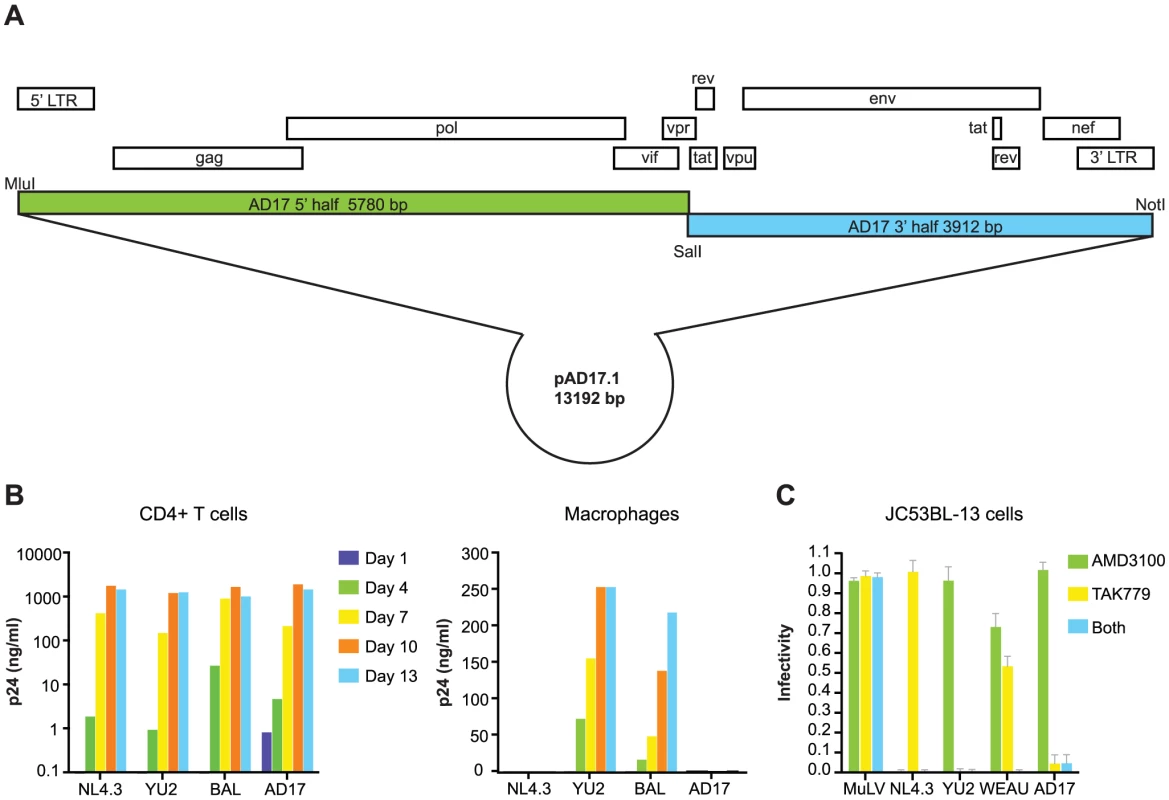 Molecular cloning and biological analysis of the transmitted/founder virus from subject AD17.