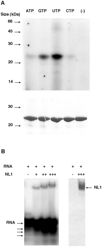 Nucleotide and RNA binding assays of LCMV NL1 domain.