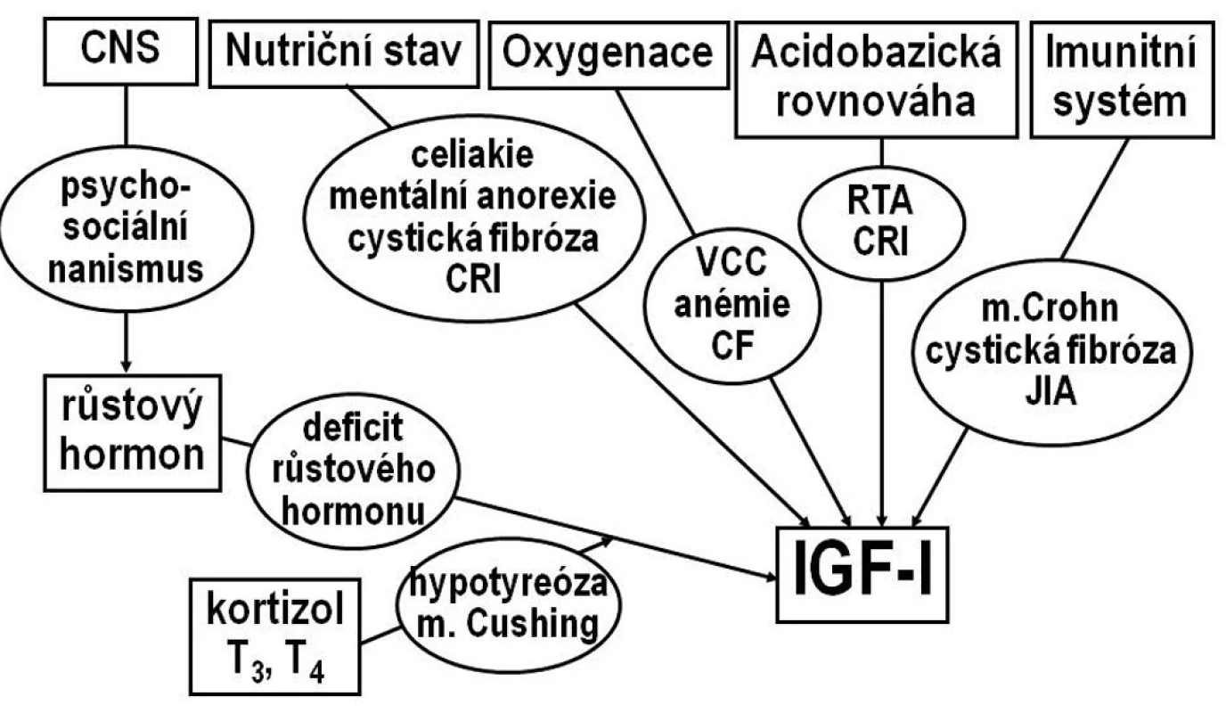 Osa růstový hormon-IGF-I. Hlavním regulátorem sekrece IGF-I je růstový hormon, ovlivněný neuroendokrinní aktivitou CNS. Na řízení sekrece IGF-I se dále podílejí hormony štítné žlázy a kortizol, nutriční stav, imunitní systém, zásobení tkání kyslíkem a acidobazická rovnováha. V oválech jsou uvedeny některé nozologické jednotky, které vedou ke snížení hladin IGF-I a k růstové retardaci.
CF- cystická fibróza
CRI – chronická renální insuficience
JIA – juvenilní idiopatická artritida
RTA- renální tubulární acidóza
VCC – vrozené srdeční vady