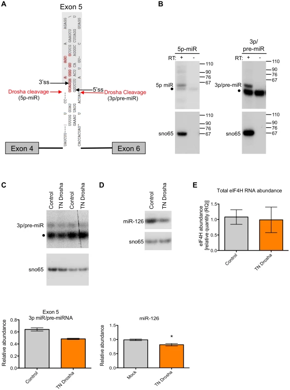 Exon 5 is cleaved from RNA <i>in vitro</i> and in cells.
