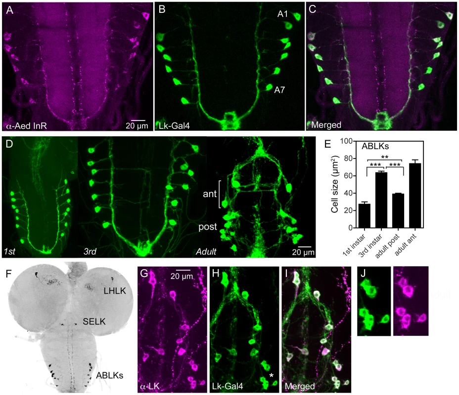 Distribution of insulin receptor protein in the larval CNS of <i>Drosophila</i> and growth of neurosecretory cells.