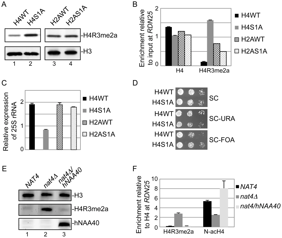 Nat4 inhibits rDNA silencing and H4R3me2a through N-terminal acetylation of H4.