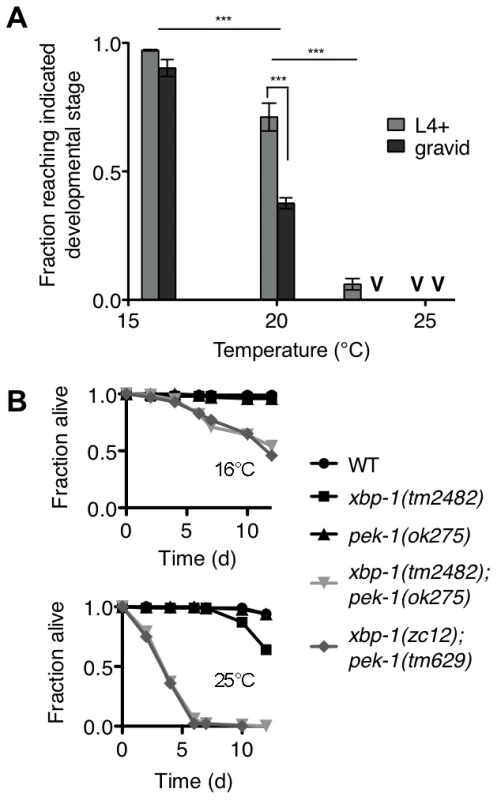 Temperature-sensitive lethality of the <i>xbp-1;pek-1</i> double mutant.