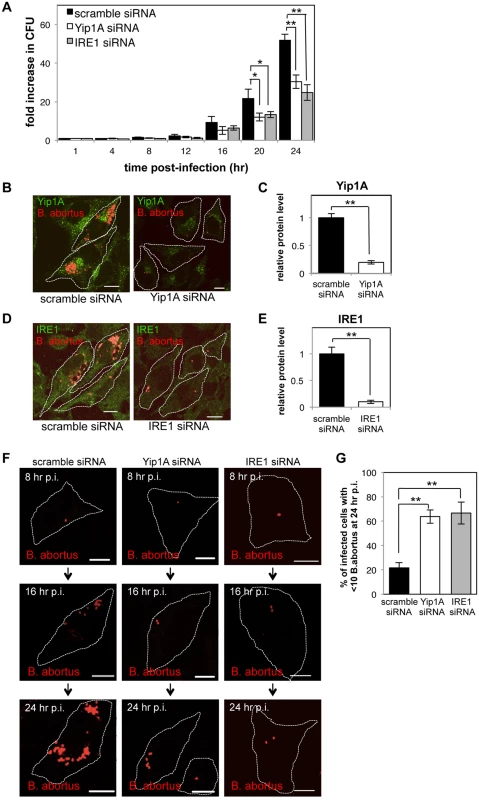 Yip1A-knockdown results in deficient replication of <i>B</i>. <i>abortus</i> within HeLa cells.