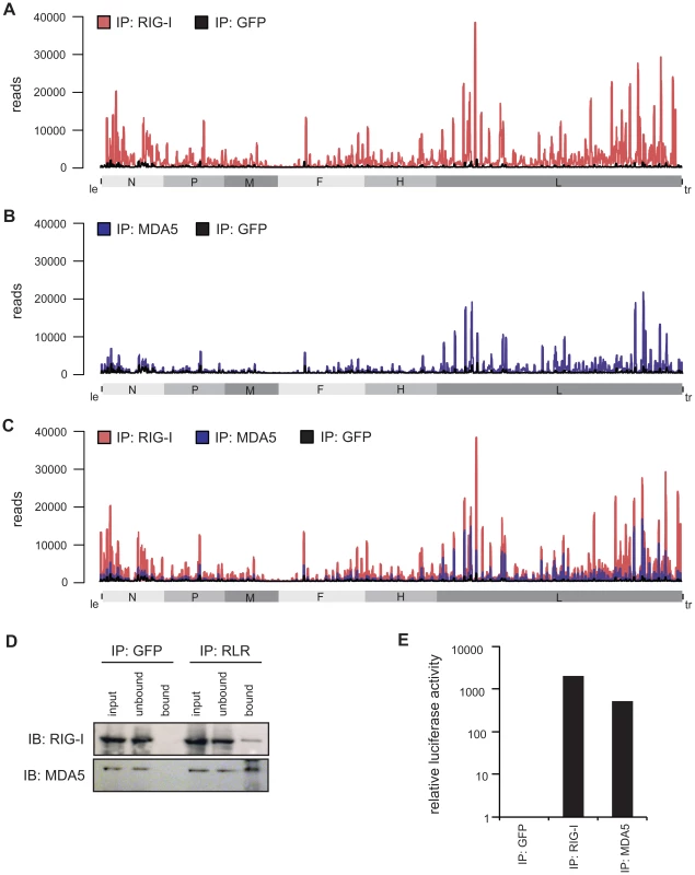 Deep sequencing analysis of RLR-associated RNA from MeV-infected cells.