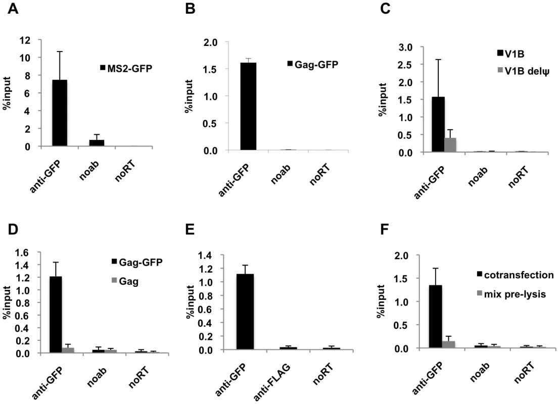 Efficient immunoprecipitation of HIV-1 genomes by MS2-GFP or Gag-GFP.