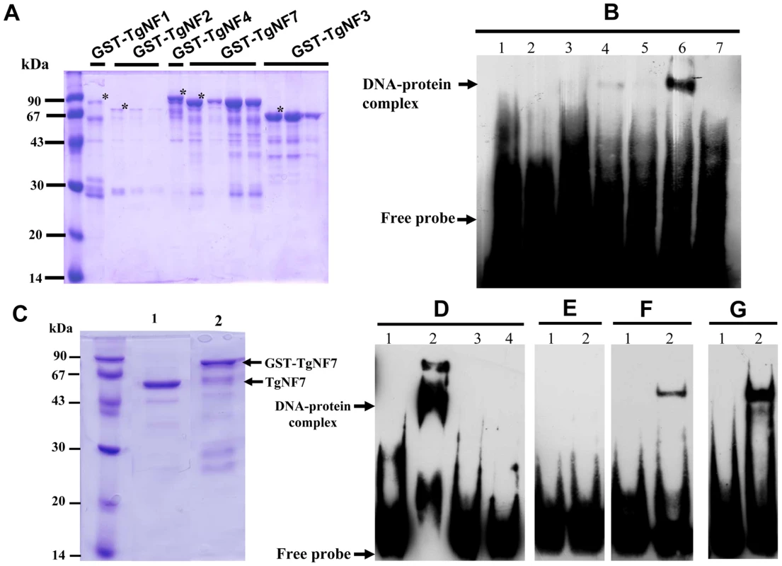 Evidence for specific TgNF7 protein-DNA interactions within the promoter of ENO1.