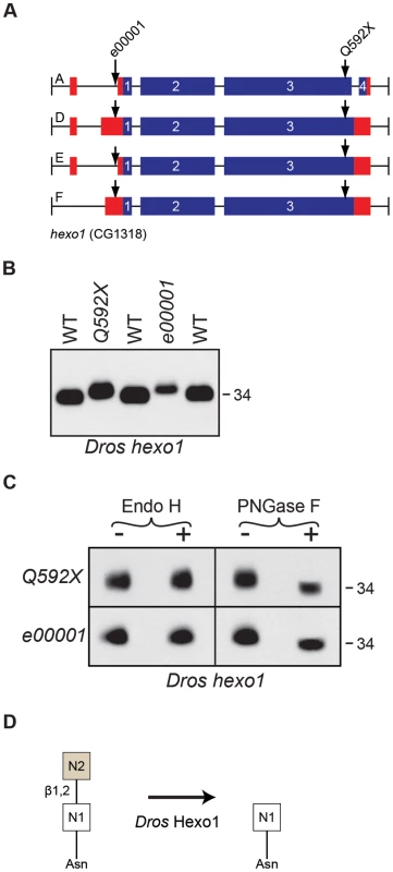 <i>Drosophila</i> Hexo1 is essential for Rh1 deglycosylation.