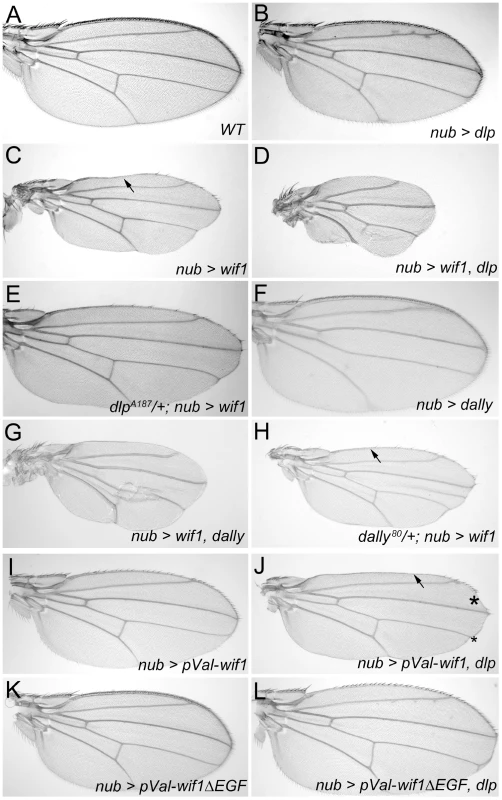 Dlp and Dally enhance the effects of Wif1 expression in <i>Drosophila</i> wings.