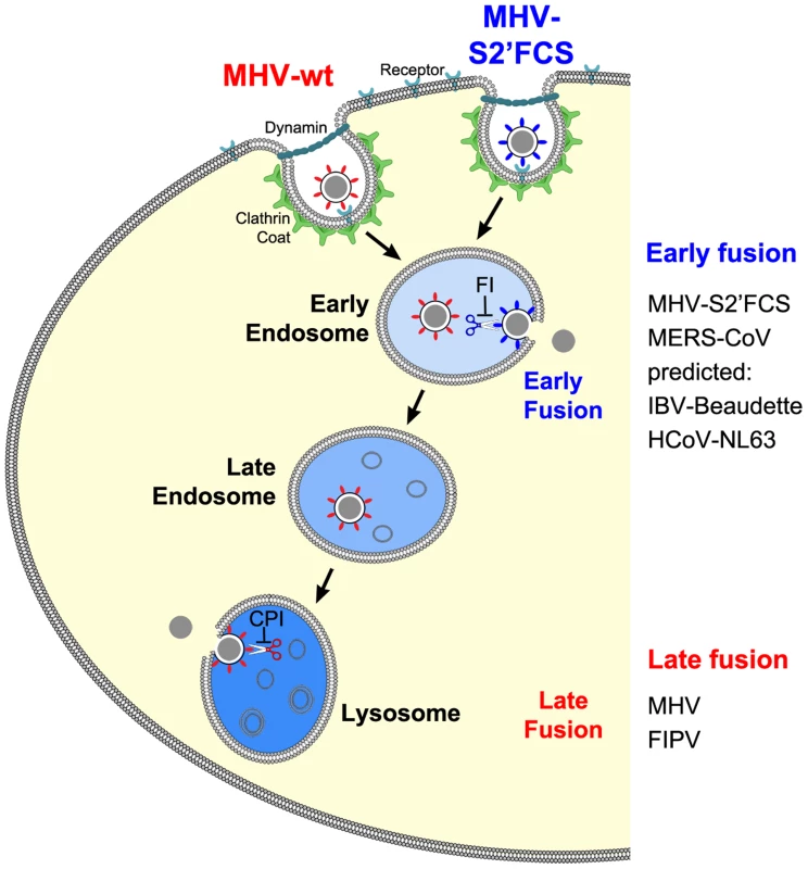 Model of early and late coronavirus fusion.