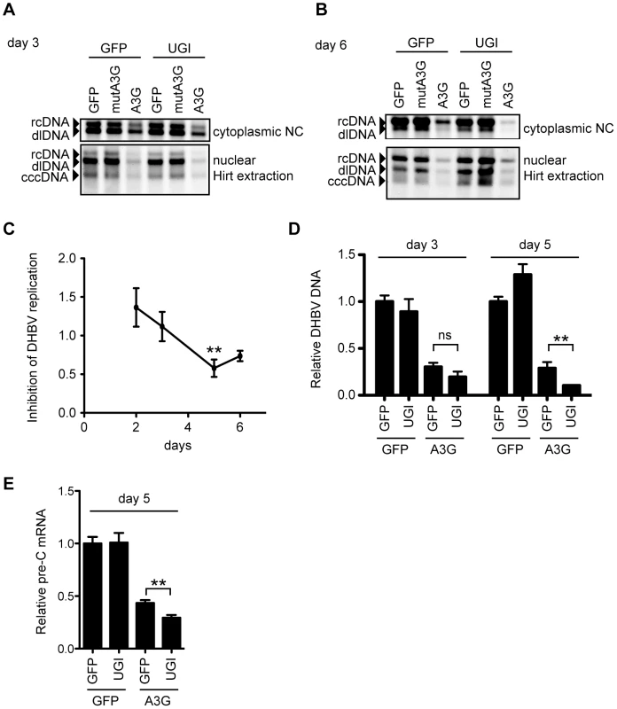 UNG inhibition affects DHBV replication during 6 days of culture.