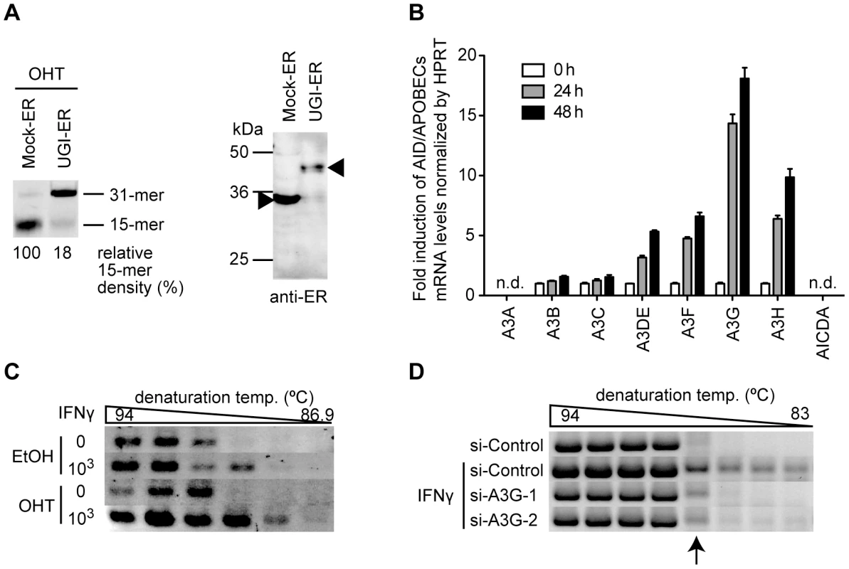UNG inhibition enhances the endogenous deaminase-induced hypermutation of HBV NC-associated DNA.