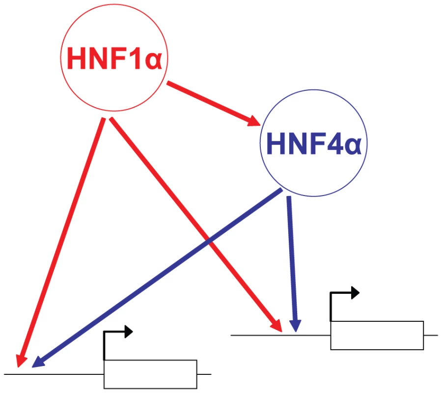 Model of the Hnf1α/Hnf4α regulatory network in pancreatic islets.