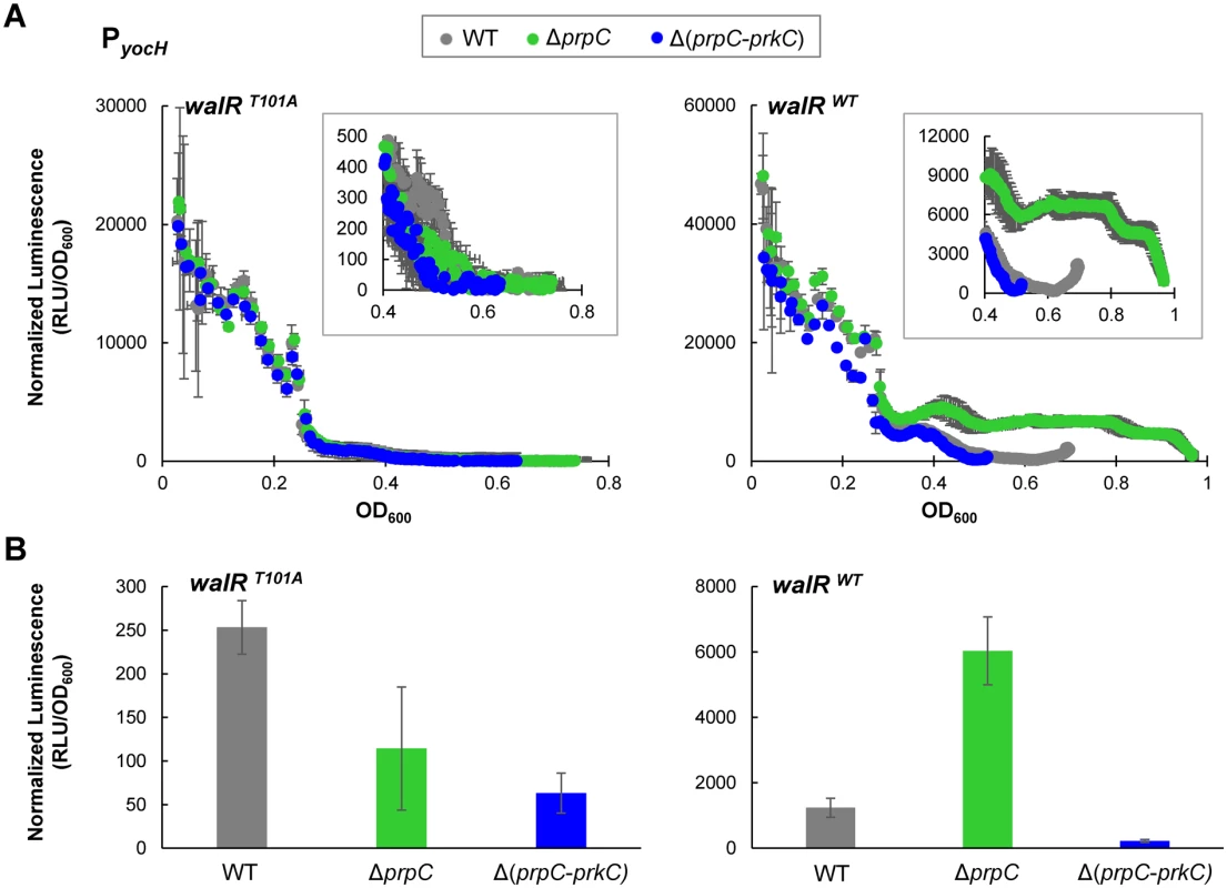 <i>yocH</i> does not show PrkC-dependent activation in a WalR T101A mutant.
