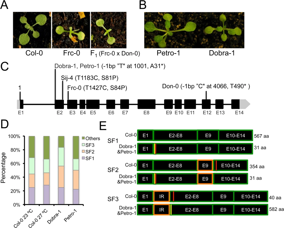 <i>ICA1</i> allelic variation and intragenic suppression by alternative splicing.