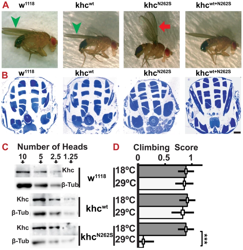 Characterization of adult <i>Drosophila</i> SPG 10 model flies.