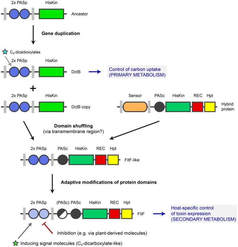 Model for evolution of FitF via a domain shuffling event involving a DctB ancestor.