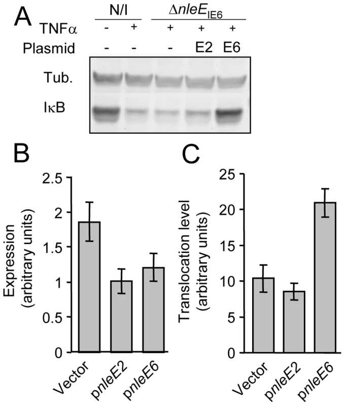 NleE of IE2 is deficient in translocation and inhibition of IκB degradation.