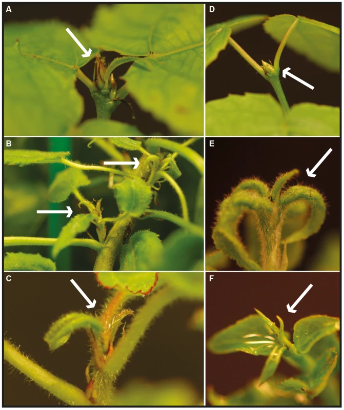 Bud formation in wild type, <i>AIL1</i> (<i>AIL1</i>oe), and <i>AIL3</i> (<i>AIL3</i>oe) overexpressing transgenic hybrid aspen plants after 6 weeks in short days.
