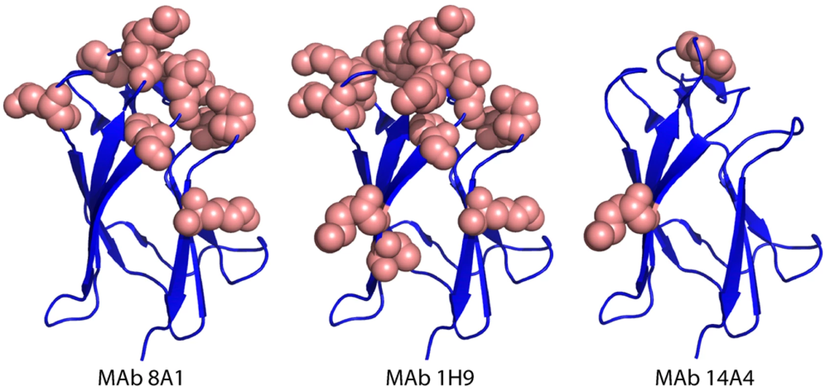 Mapping EDIII epitopes for MAbs 8A1, 1H9 and 14A4.