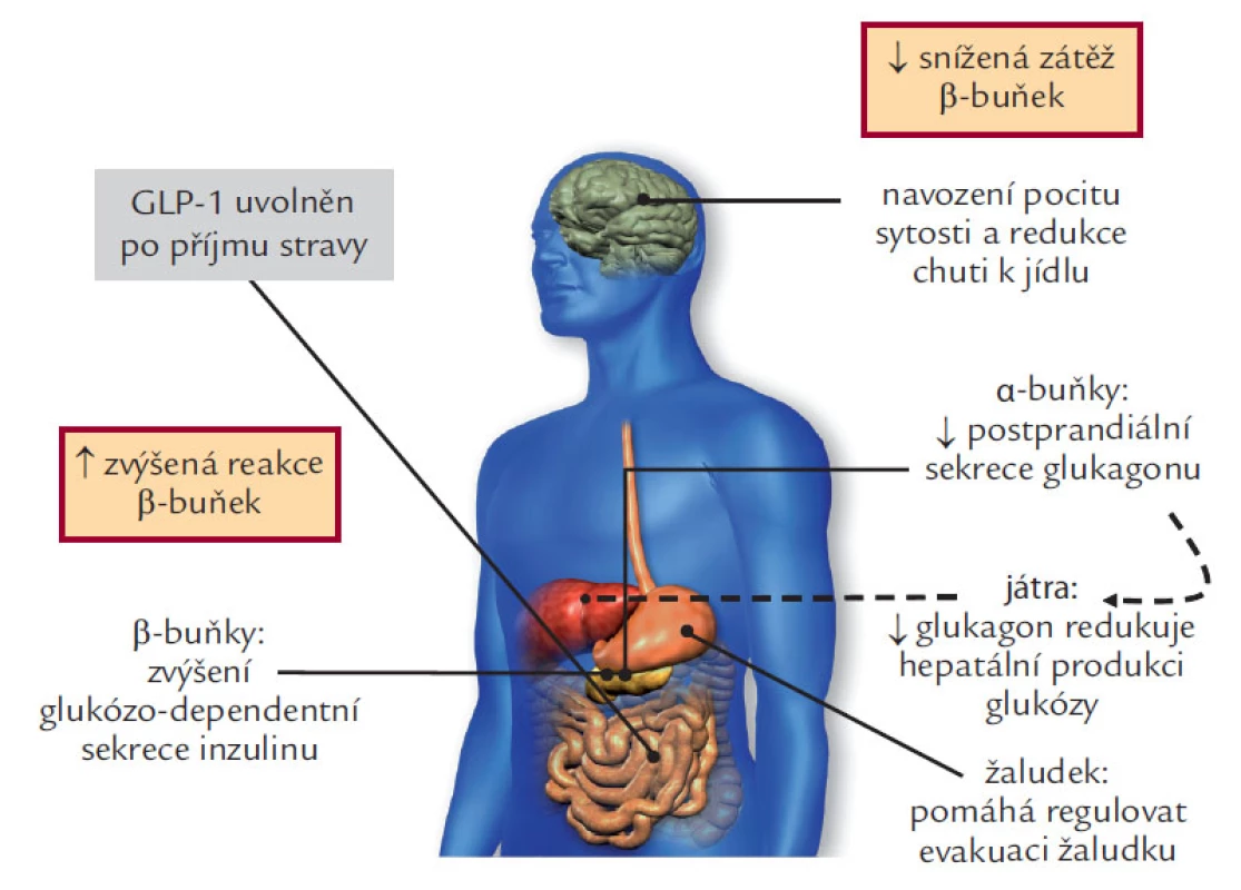 GLP-1 fyziologické účinky: glukoregulační role inkretinů.