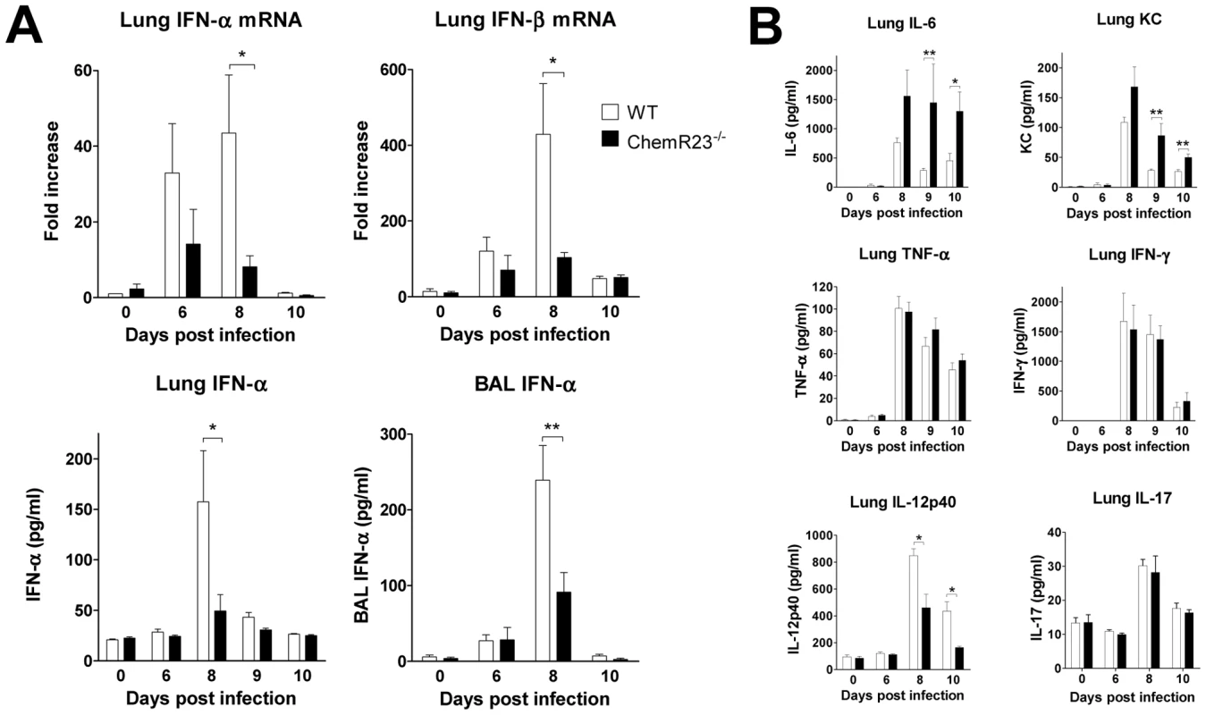 Reduced levels of type I IFNs and IL-12p40 in ChemR23<sup>−/−</sup> infected mice.