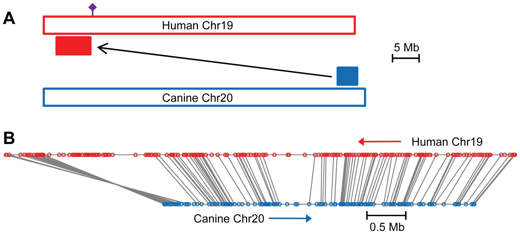 The canine POAG locus is syntenic with a human quantitative trait locus for intraocular pressure.