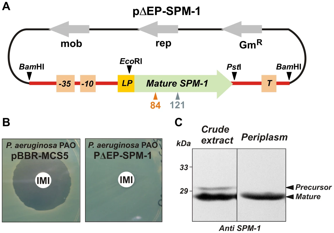 (A) Plasmid pΔEP-SPM-1, showing the transcriptional unit (UT <i>bla</i><sub>SPM-1</sub> in red) harboring gene <i>bla</i><sub>SPM-1</sub>.