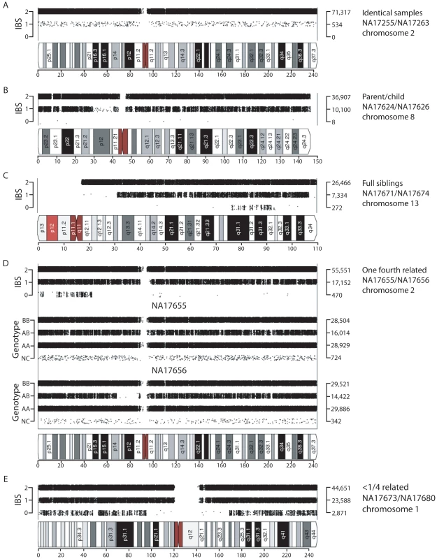 Visualization of shared chromosomal regions based on IBS for related individuals.