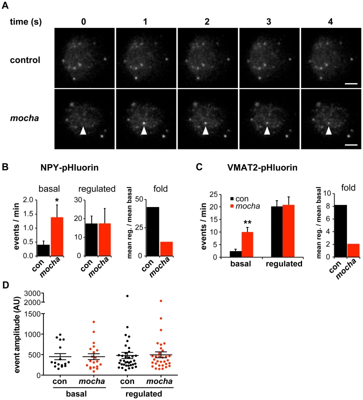 <i>mocha</i> chromaffin cells display dysregulated release of NPY and VMAT2.