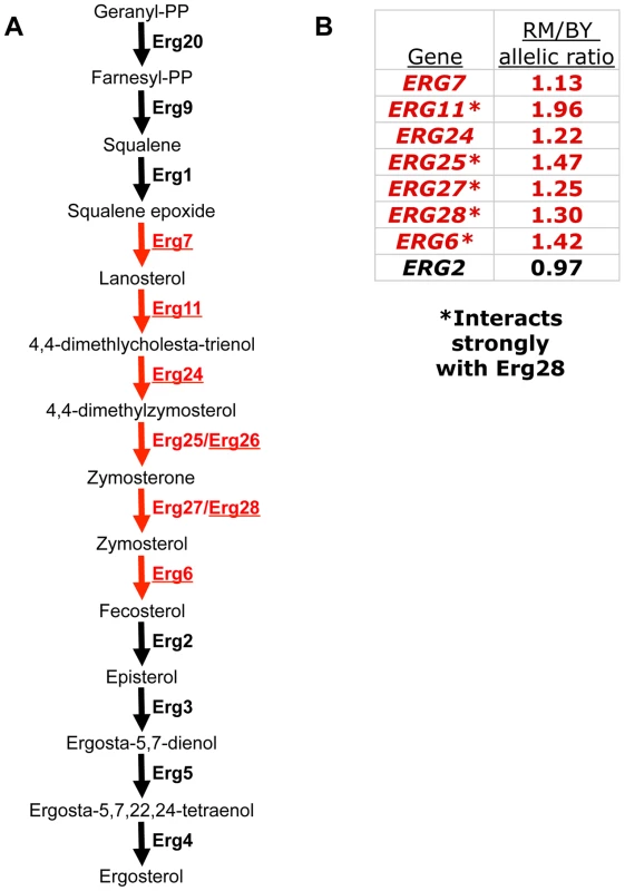 A polygenic gene expression adaptation in the ergosterol biosynthesis (ERG) pathway.